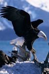 pic for eagle group  320x480